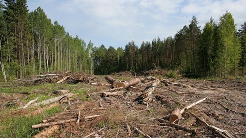 В Сургутском районе незаконно вырубили почти гектар леса