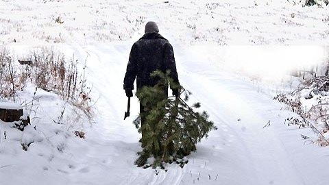 Житель Тюменской области украл елку. Новый год он проведет под подпиской о невыезде