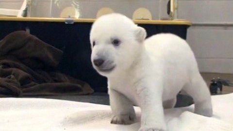 Белый медвежонок, родившийся в канадском зоопарке, учится ходить. ВИДЕО
