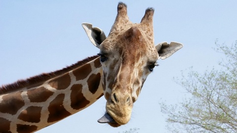 Кадыров и Запашные хотят спасти жирафа, которого собираются отдать на корм львам в родном зоопарке в Дании