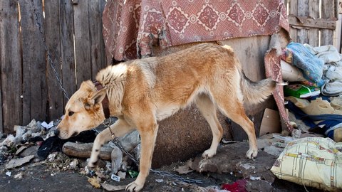 В Югре отлавливать бродячих животных местные власти будут под присмотром общественных организаций