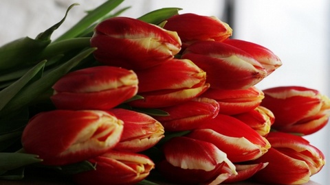 ФАС заподозрила цветочников в ценовом сговоре перед Международным женским днем