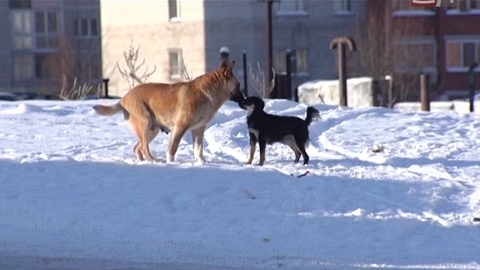 В Якутии стая бродячих собак насмерть загрызла девочку