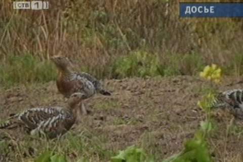 Открытие охотничьего сезона откладывается