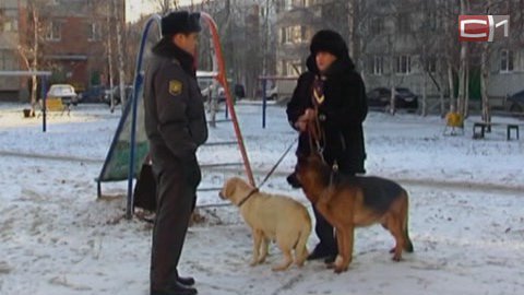 Сургутские власти вновь задумались о необходимости площадок для выгула собак. Создавать их смогут жители