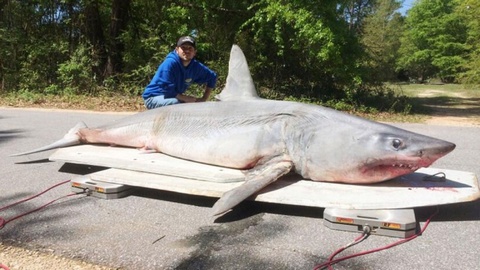 Американский рыбак поймал на удочку акулу весом 365 кг