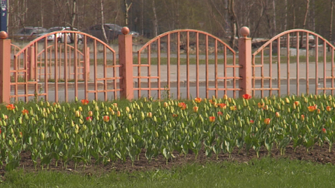 В Сургуте в мае расцвели тюльпаны. ФОТО