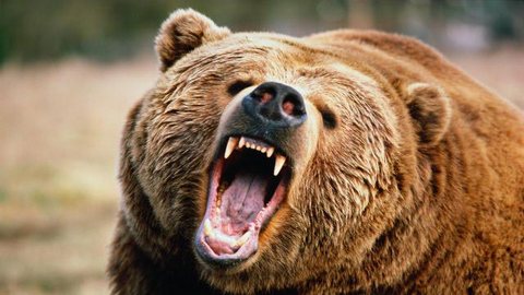 Разъяренный медведь напал на двух жителей Южно-Сахалинска