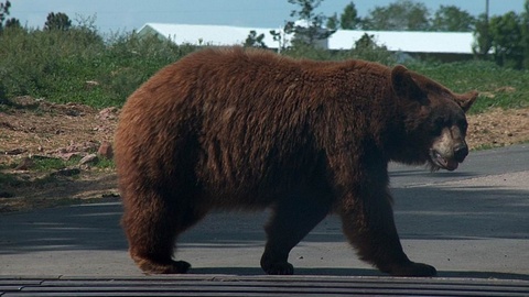 В Якутии медведь выбил дверь здания метеостанции и напал на женщину
