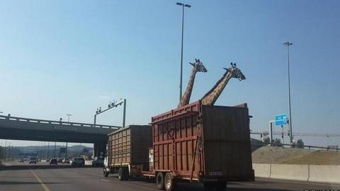 В ЮАР трагически погиб жираф, ударившись во время перевозки о путепровод: водитель не рассчитал габариты животного