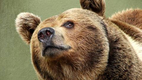 Югорчанам рекомендуется не ходить в лес: активизировались медведи