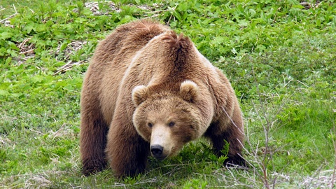 Жители Югры встретили в лесу дикого медведя: один человек погиб, двое в больнице