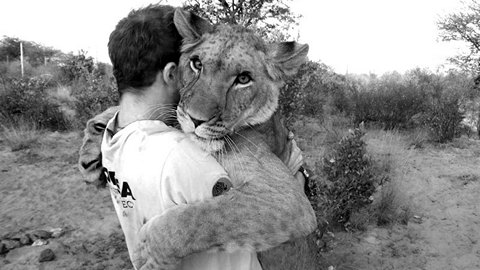 Львица, которая любит обниматься с человеком.ВИДЕО