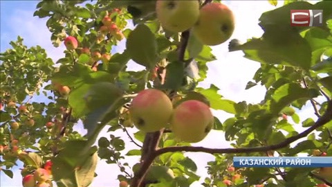 А свои-то лучше. Тюменские аграрии готовы предложить рынку местные яблоки  вместо импортных