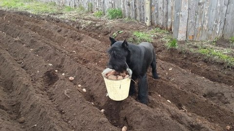 В Омской области породистый пес  помогает хозяевам собирать урожай картошки