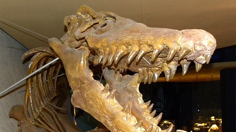 Загадочный край. На Ямале нашли череп динозавра, жившего 150 млн лет назад
