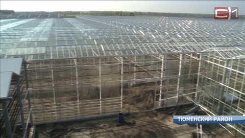 Мегатеплица размером с 14 футбольных полей строится в Тюменском районе