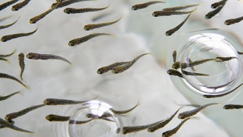 Сорок миллионов мальков пеляди из рыбопитомника «Ванзетур»  выпустят в Северную Сосьву