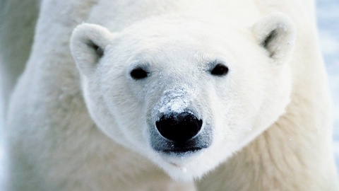 Браконьеры в ЯНАО убили белого медведя на территории заповедника