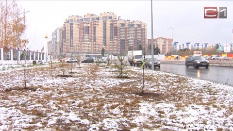 Холода -не помеха. Чиновники Сургута высадили 650 саженцев на шести городских площадках