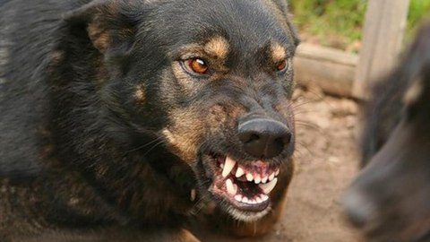 Пьяный житель Сургутского района натравил пса на человека, подав команду «чужой»