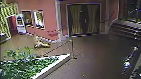 Обезумевший олень влетел в отель в Пенсильвании и прогарцевал по холлу. ВИДЕО