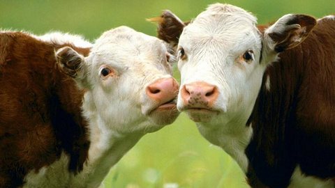 В России могут запретить немецкую говядину — в ней нашли сибирскую язву