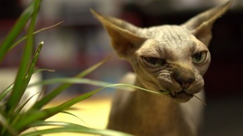 Квартирный вор в Москве украл лысую кошку– денег и драгоценностей ему показалось мало
