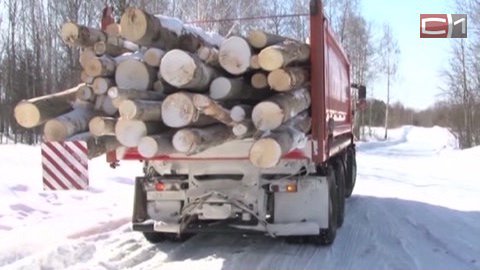 «Черные лесорубы» не пройдут! Каждому дереву Тюменской области выдадут биопаспорт