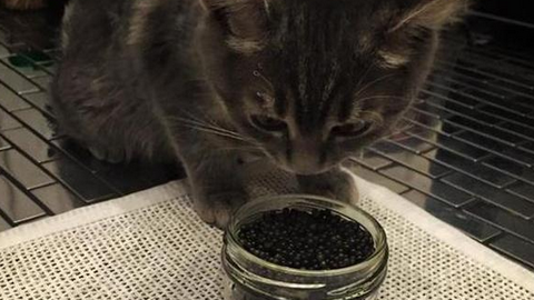 «Не треснет?». Член Общественной палаты, кормившая кошку черной икрой, вызвала возмущение масс