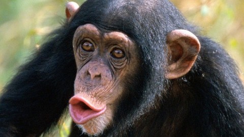 Свободу шимпанзе! В США подопытных приматов Лео и Геркулеса признали личностями
