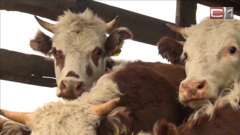 Мраморная говядина на страже продовольственной безопасности. Тюменская область за 5 лет удвоит объемы производства мяса и молока