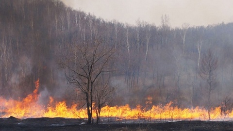Лесные пожары атаковали еще два дальневосточных региона