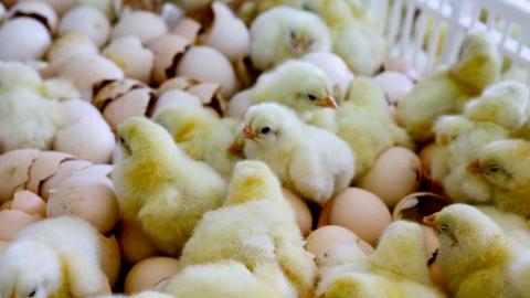 Цыплят считают по весне. На птицефабрике в Белом Яру получили первый вывод бройлеров