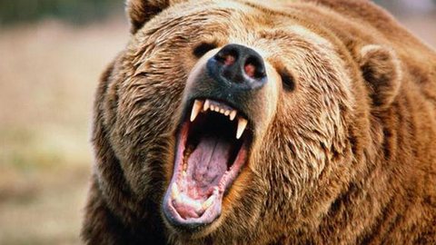 Любителям загородного отдыха нужно быть осторожными: под Сургутом бродит раненый медведь