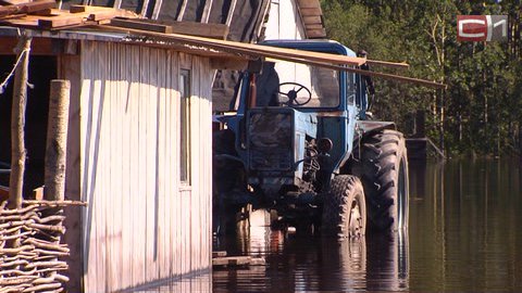 «Речные» свинки. В Сургутском районе затопило фермы, животные до пастбища добираются вплавь