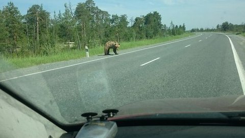 Злой и голодный медведь разгуливал по трассе Сургут-Салехард. Он протаранил две иномарки