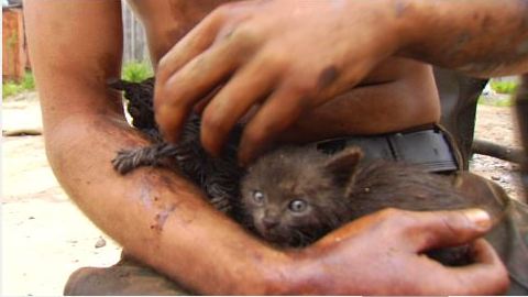 «Везде нефть!» Жители Нефтеюганска спасают свое дачное имущество и пострадавших животных