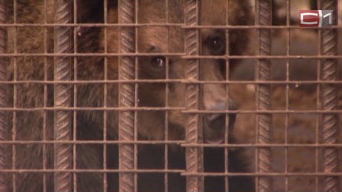 Медведи-нелегалы. Владелец базы в Сургуте, где содержат хищников, признал, что двое из них живут там незаконно 