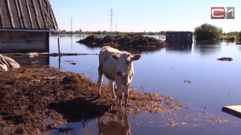 В Сургутском районе от паводка пострадали поселки Локосово и Сытомино. Вода поднималась до 968 сантиметров