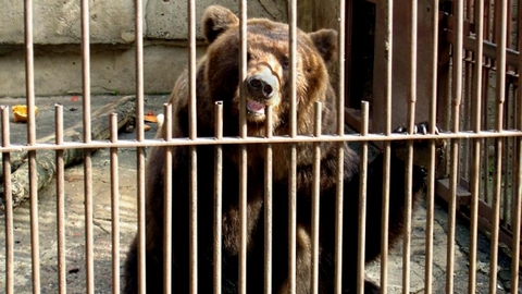 В интернете собирают подписи в защиту медведя, который оторвал руку девушке: «Она сама виновата»