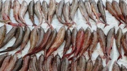 За вылов ценной рыбы югорскому рыбаку грозит штраф 1 миллион рублей и 3 года тюрьмы