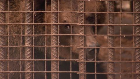 Медведи содержатся незаконно. Закончилась прокурорская проверка по жалобе журналистов СТВ 