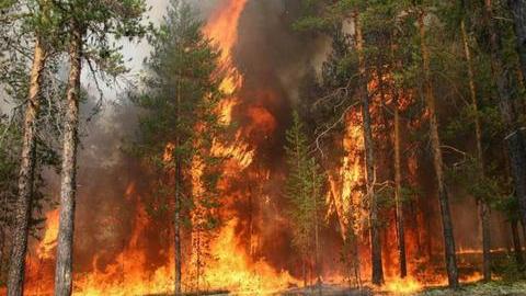 «Прошляпили». Глава МЧС РФ прокомментировал ситуацию с лесными пожарами в Сибири