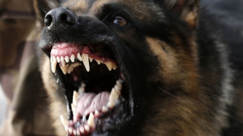 В Югре хозяин собак, которые в июне загрызли 4-летнего мальчика, предстанет перед судом