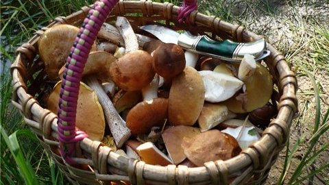 Четверо детей отравились грибами в Тамбовской области. Двое скончались в больнице