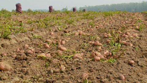 Погода сдерживает темпы уборки урожая в Тюменской области