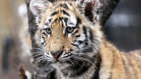  4,5 часа оперировали ветеринары Владивостока годовалую тигрицу. Её доставили с тяжелым огнестрельным ранением
