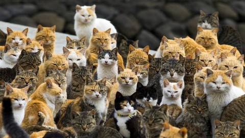 Лимит на кошек. В Госдуме предложили ограничить количество зверей в квартирах