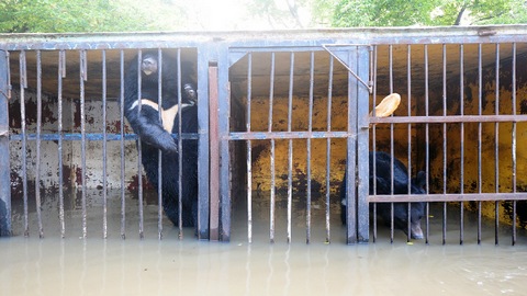 В Уссурийске началась эвакуация животных из затопленного зоопарка, привлекли даже водолаза